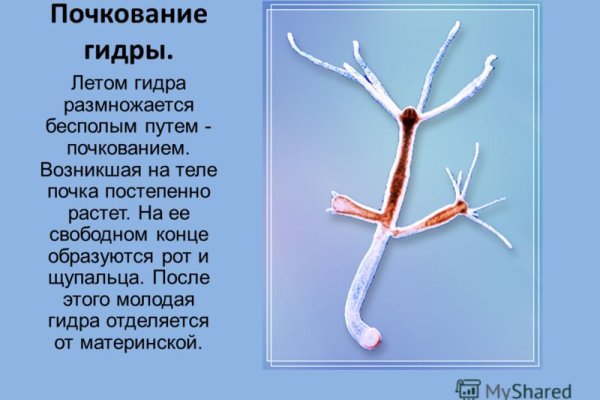 Kraken официальные зеркала